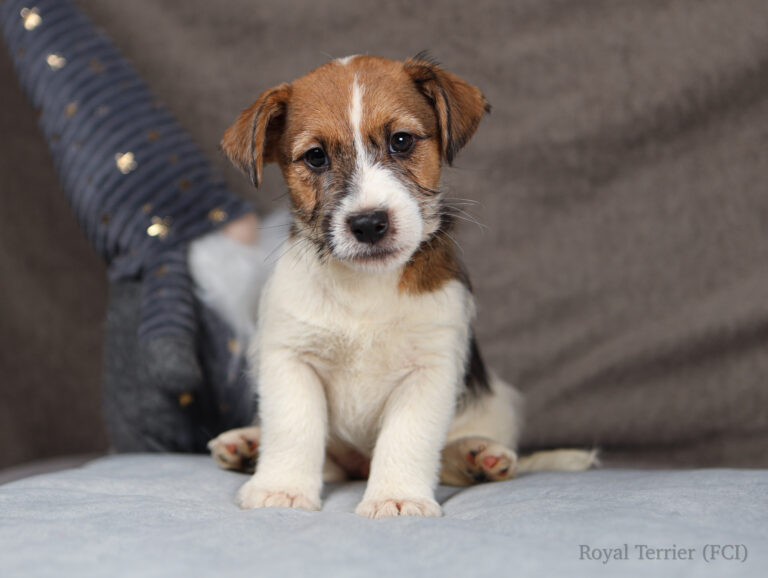 jack russell terrier