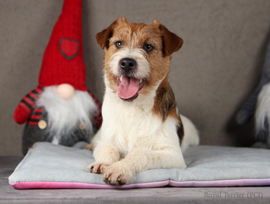 szczenieta jack russell terrier FCI
