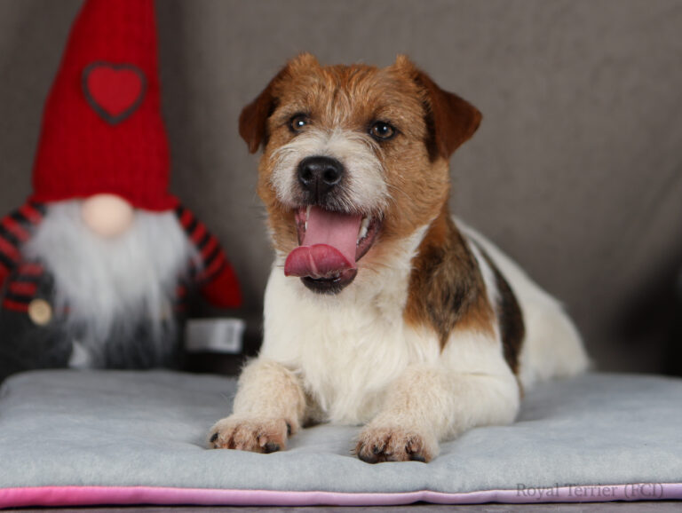 jack russell terrier