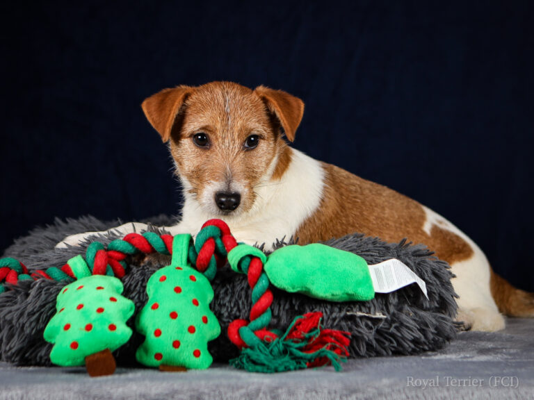 jack russell terrier