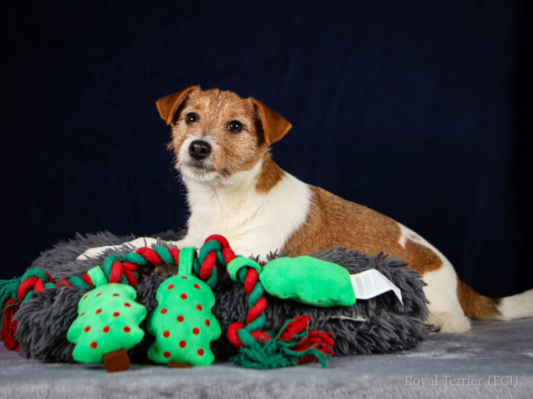 jack russell terrier