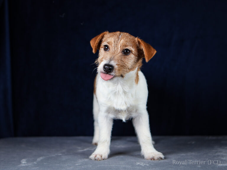 jack russell terrier