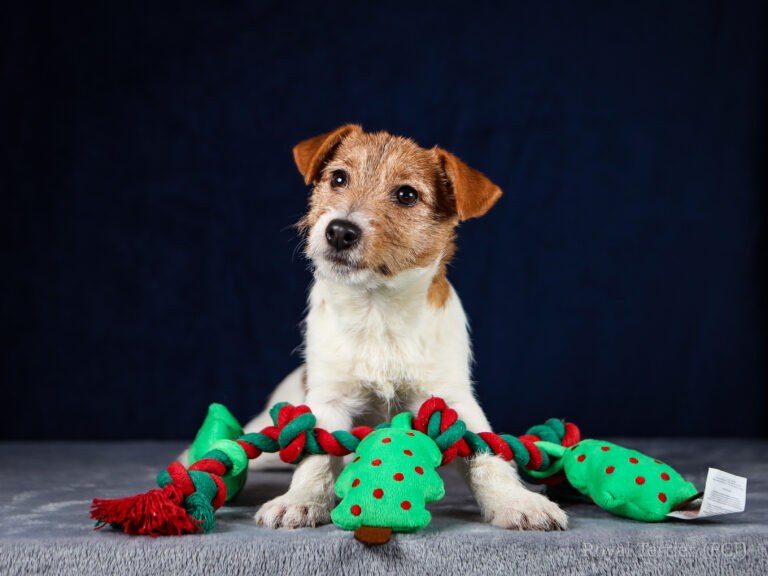 jack russell terrier