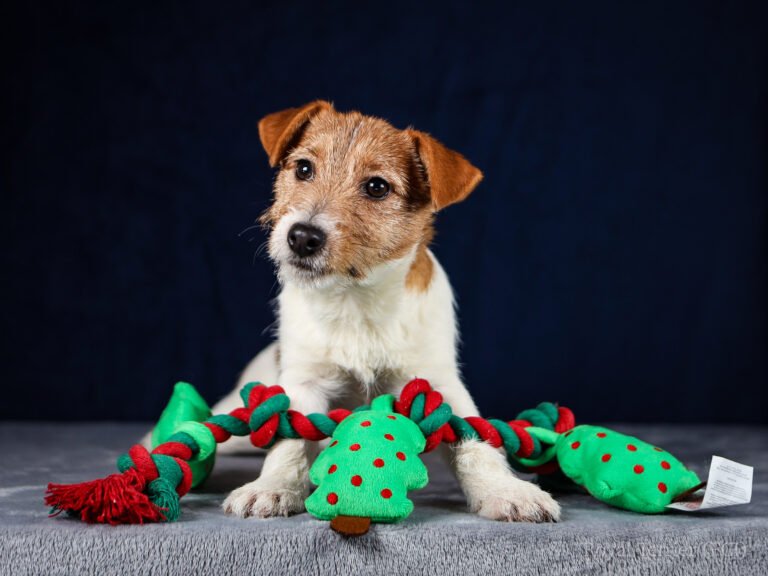 jack russell terrier