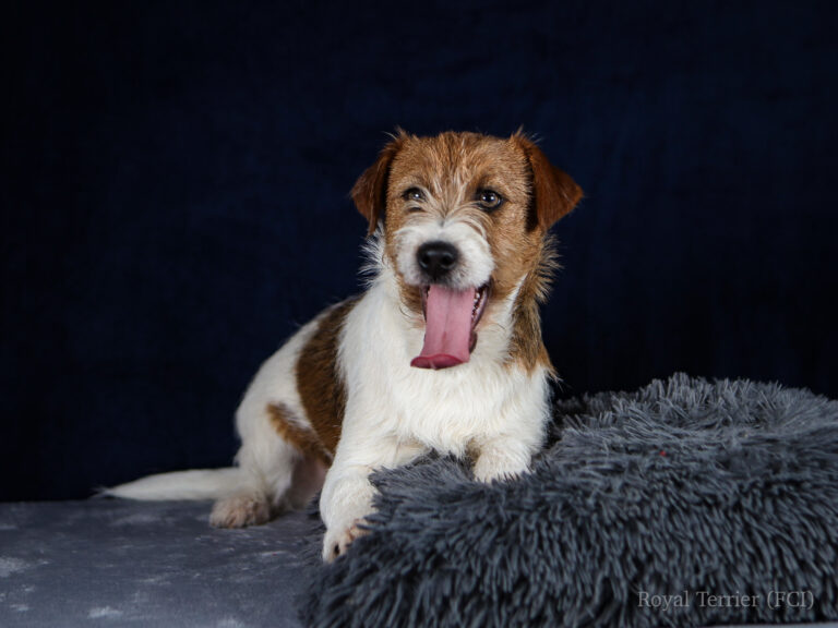 jack russell terrier