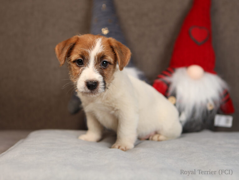 jack russell terrier