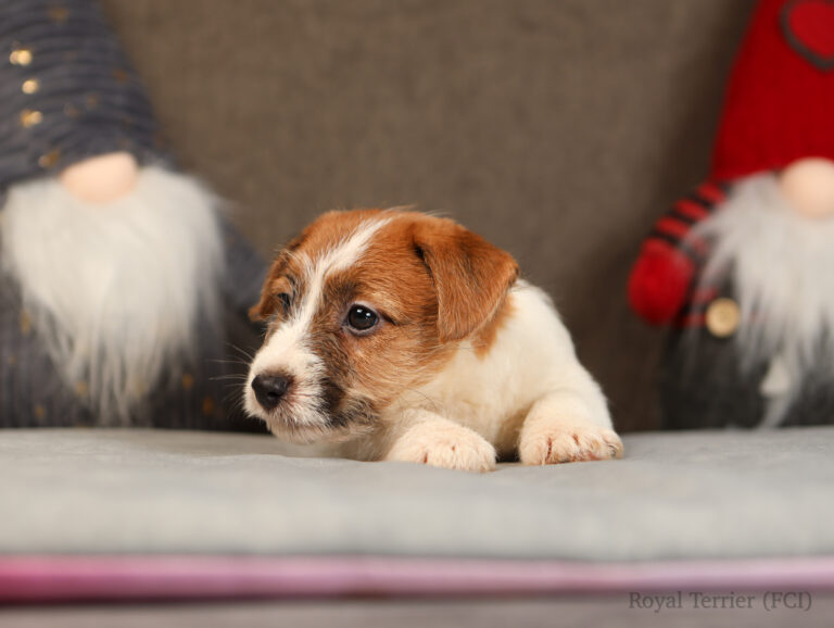 jack russell terrier