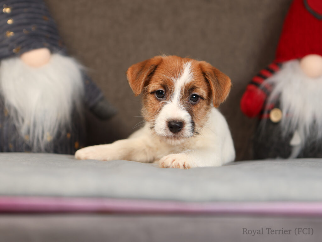 szczenieta jack russell terrier FCI