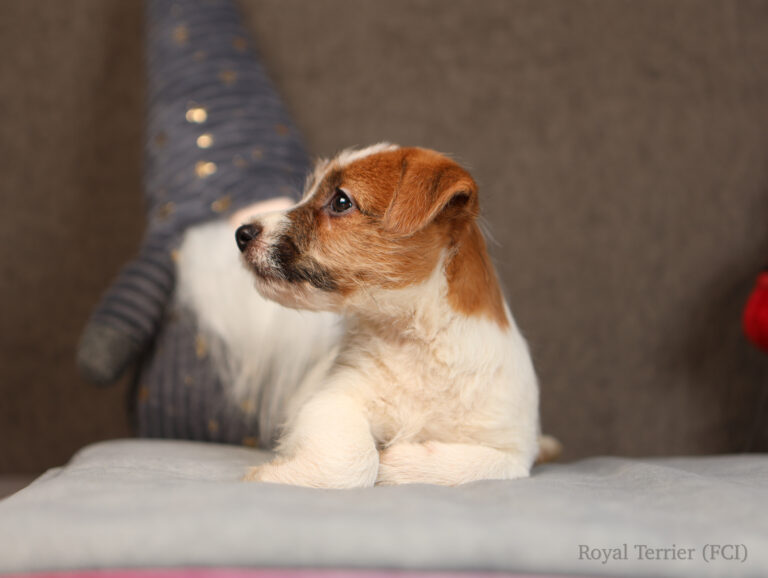 jack russell terrier