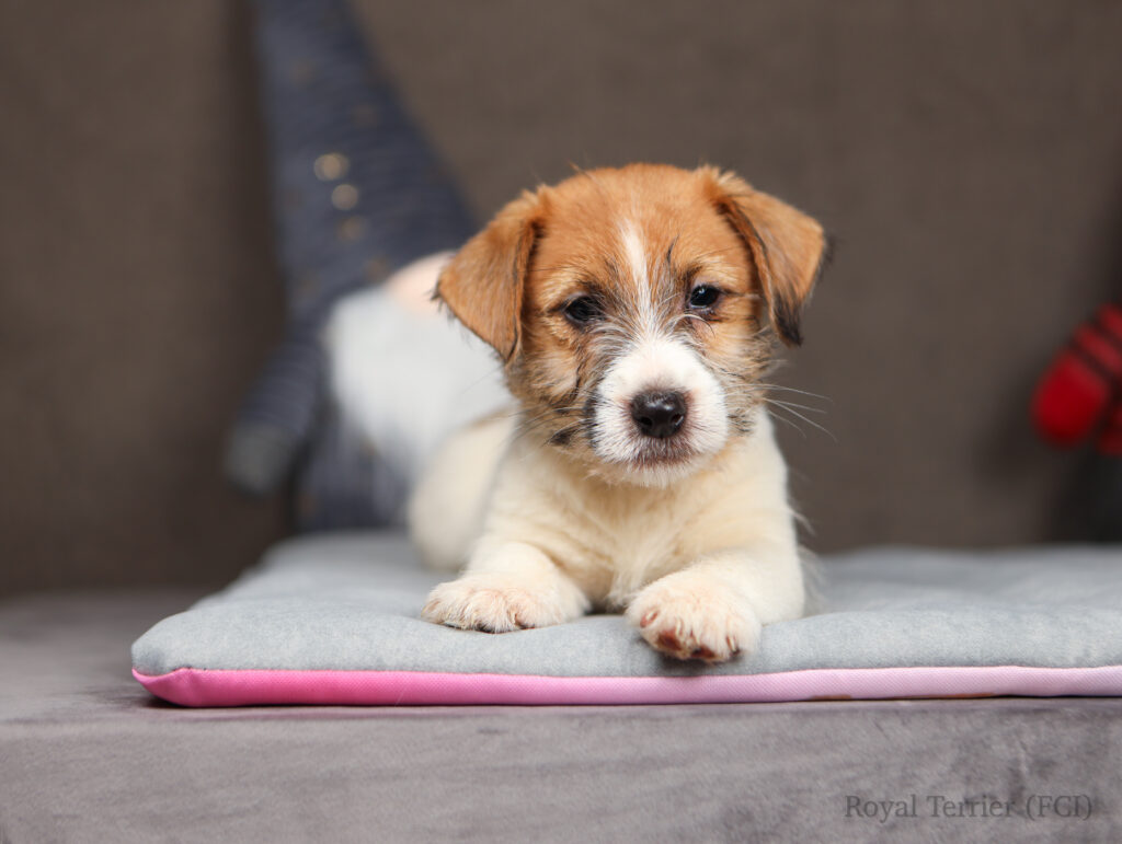 szczenieta jack russell terrier FCI