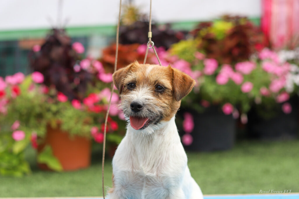 jack russell terrier