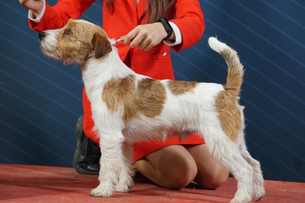 jack russell terrier