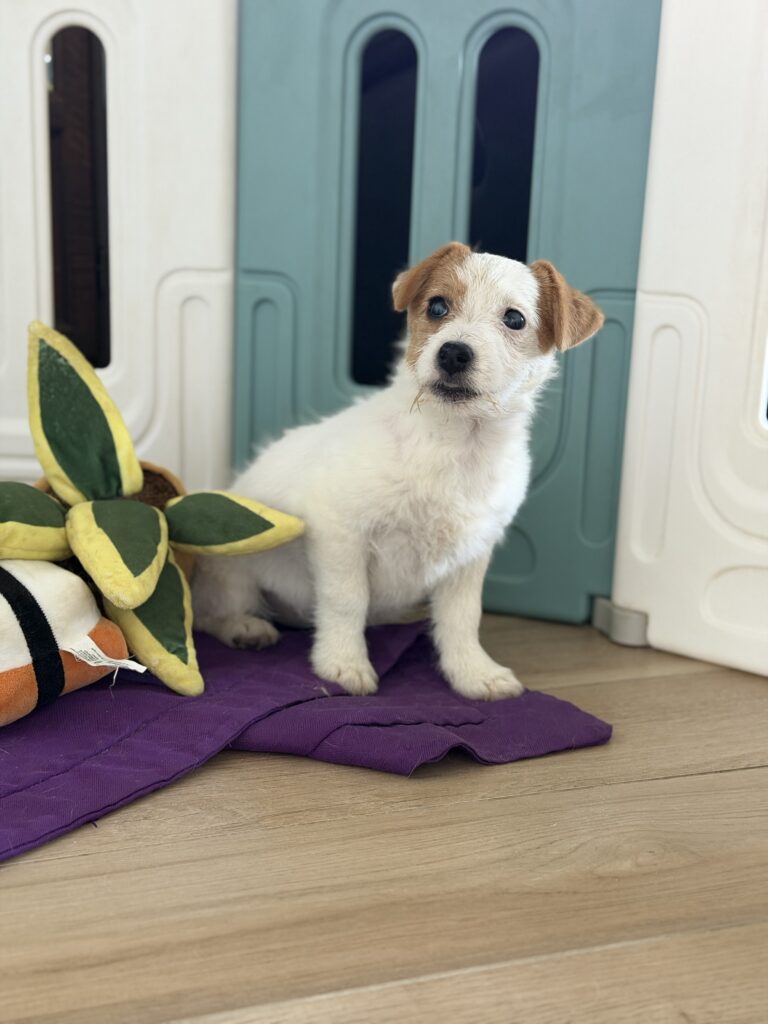 jack russell terrier