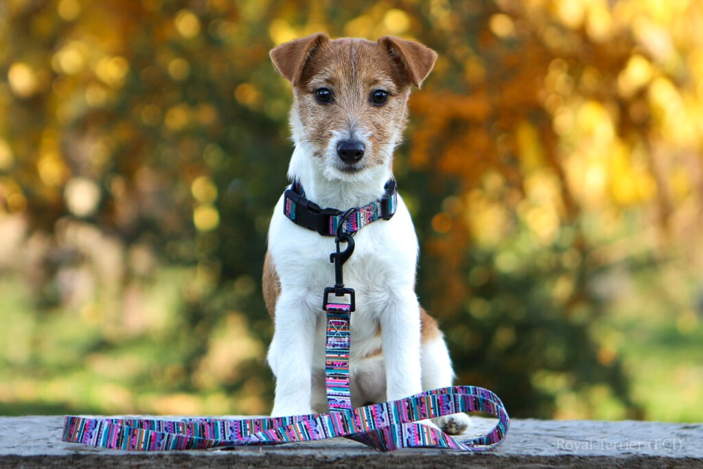 Jack Russell terrier