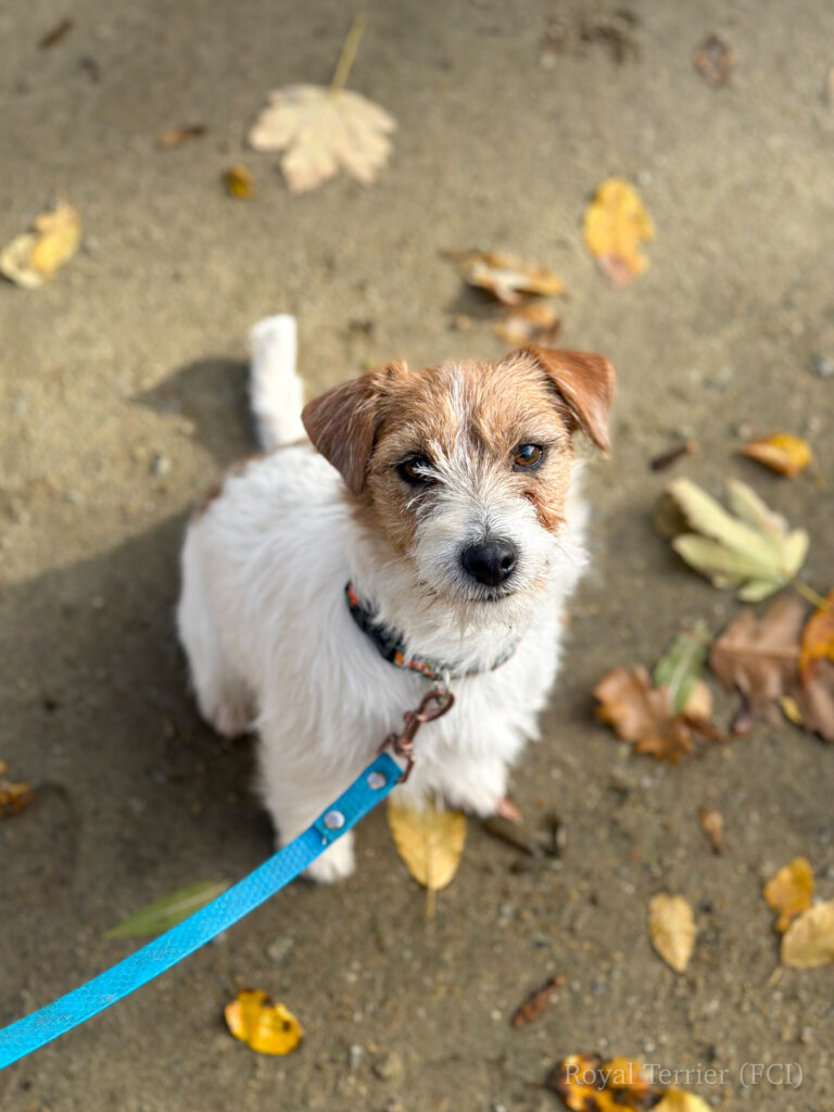jack russell terrier