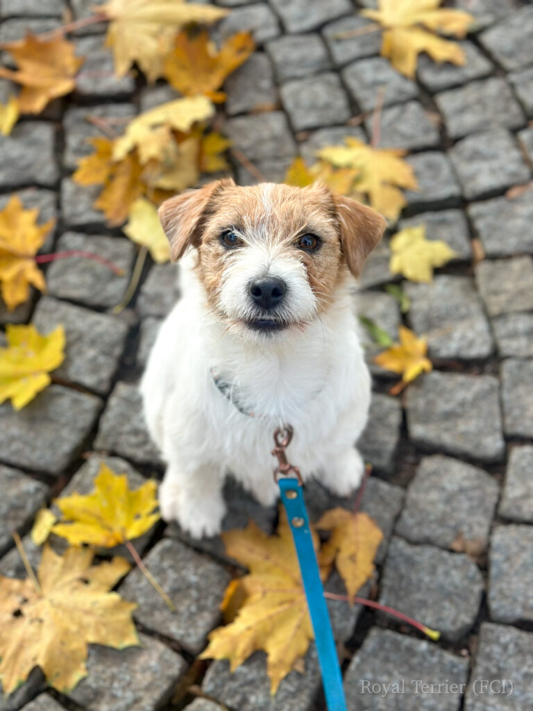 jack russell terrier