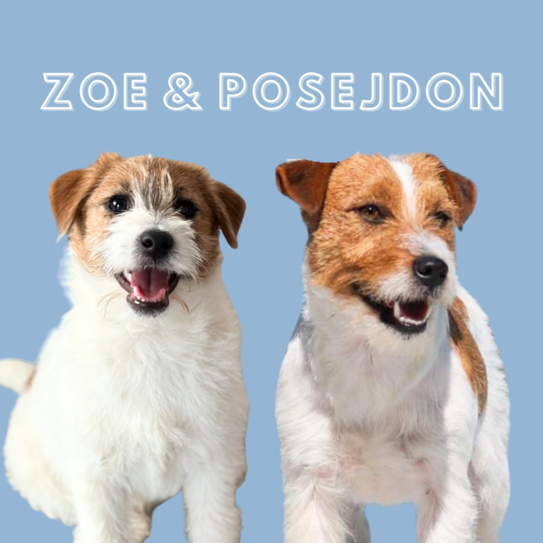 jack russell terrier