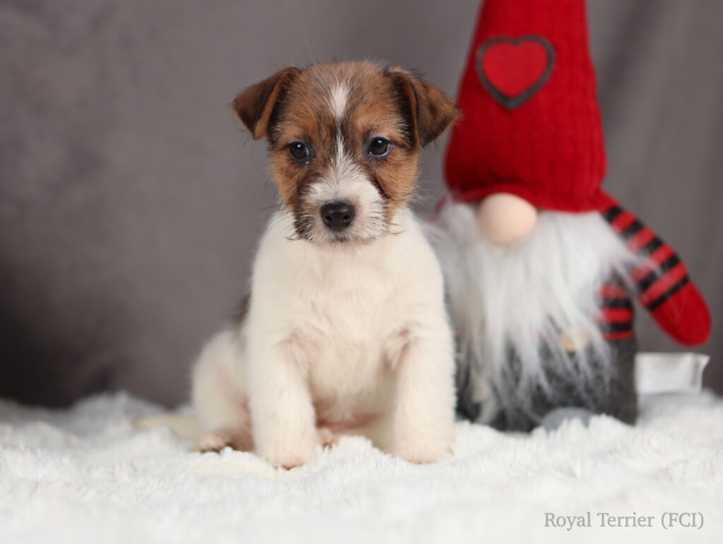 jack russell terrier