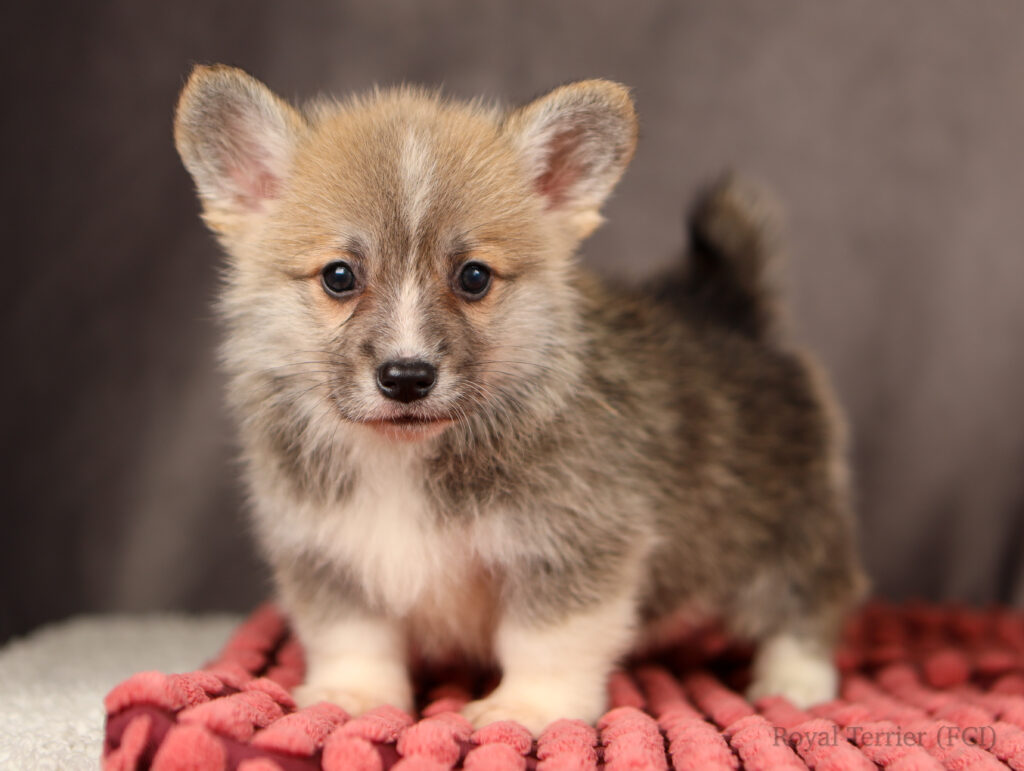 welsh corgi pembroke
