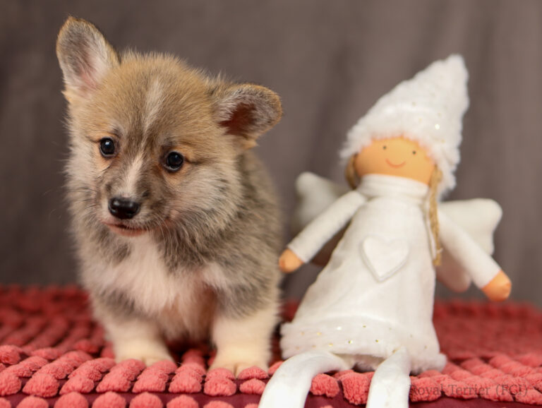 welsh corgi pembroke