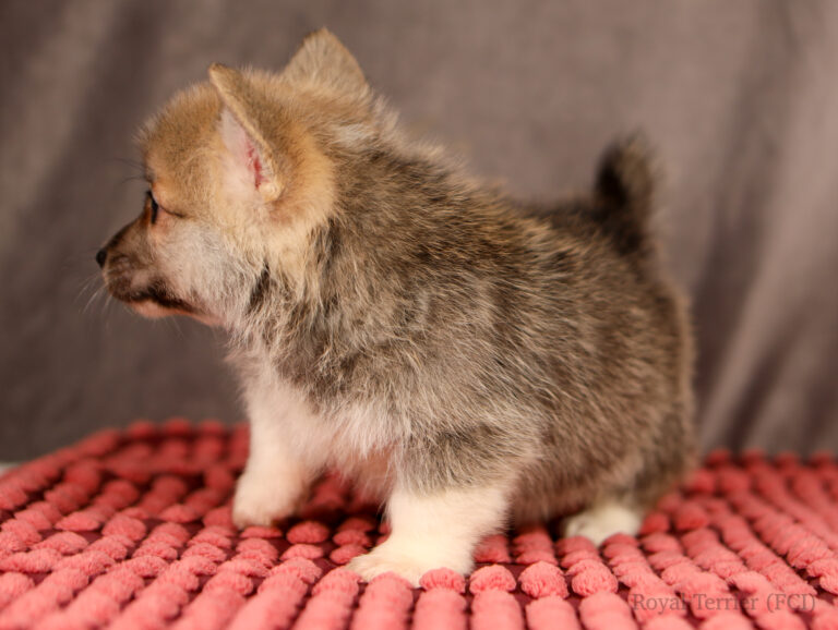 welsh corgi pembroke