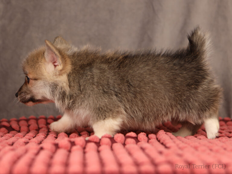 welsh corgi pembroke