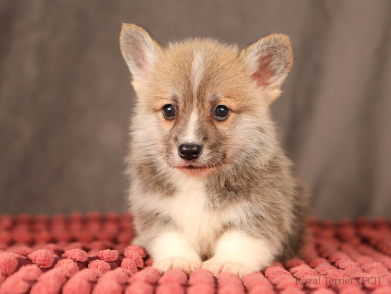 welsh corgi pembroke
