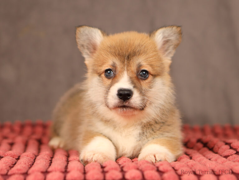 welsh corgi pembroke