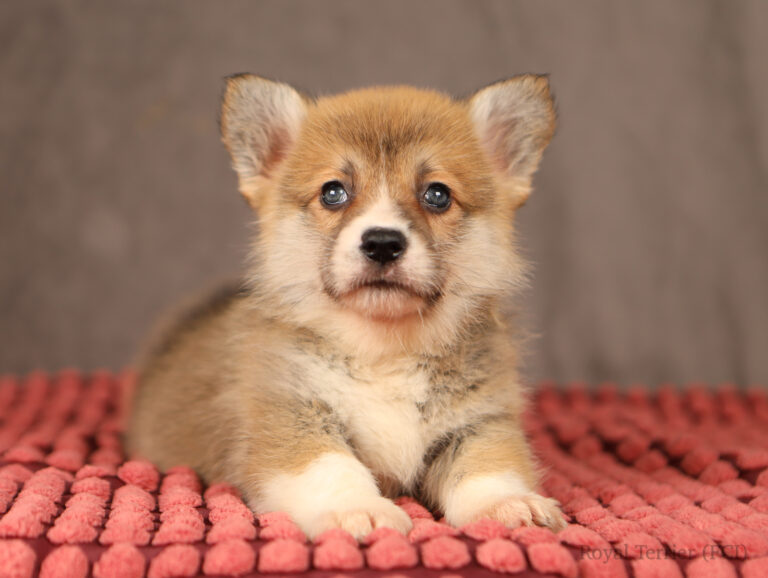 welsh corgi pembroke