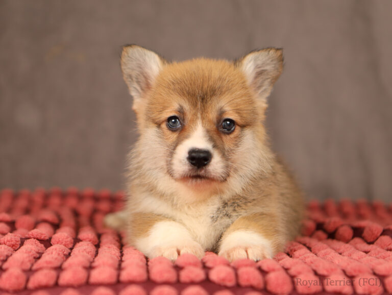welsh corgi pembroke