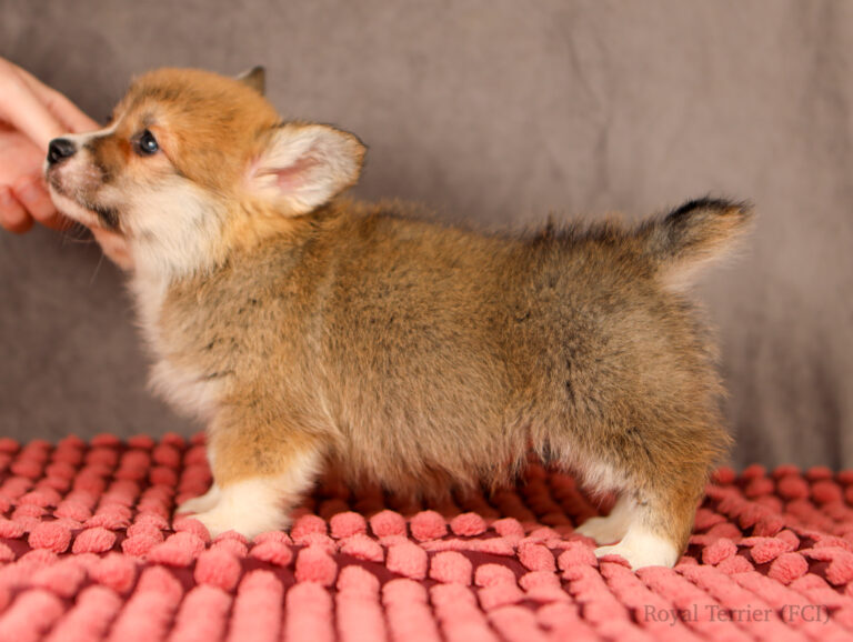 welsh corgi pembroke