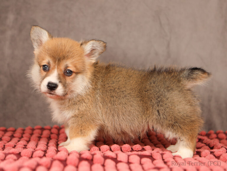 welsh corgi pembroke