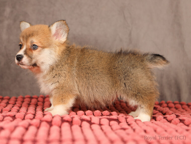 welsh corgi pembroke