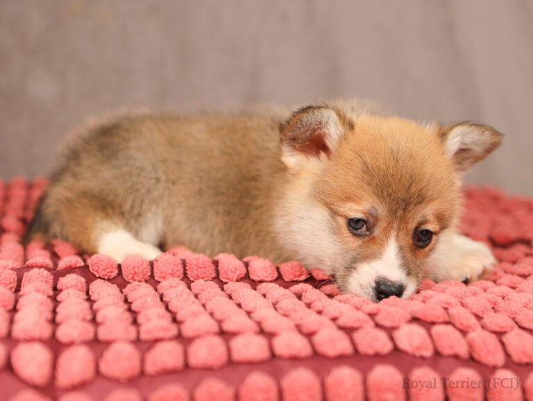 welsh corgi pembroke