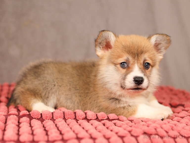welsh corgi pembroke