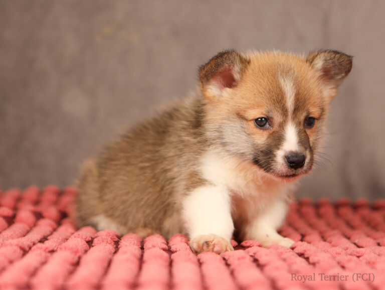 welsh corgi pembroke