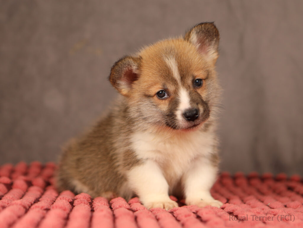welsh corgi pembroke