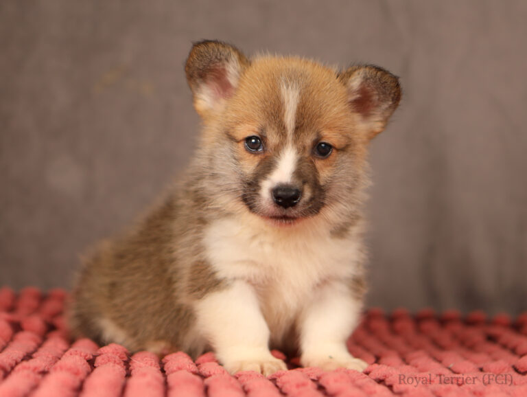 welsh corgi pembroke