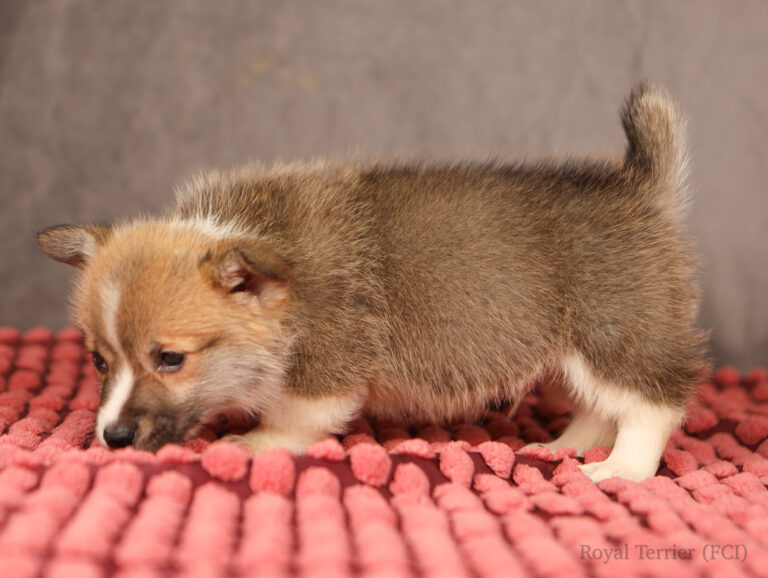 welsh corgi pembroke