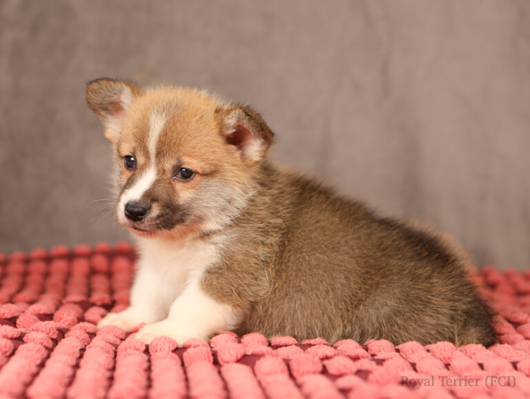 welsh corgi pembroke