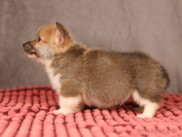 welsh corgi pembroke