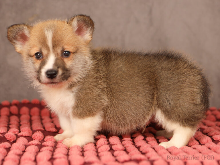 welsh corgi pembroke