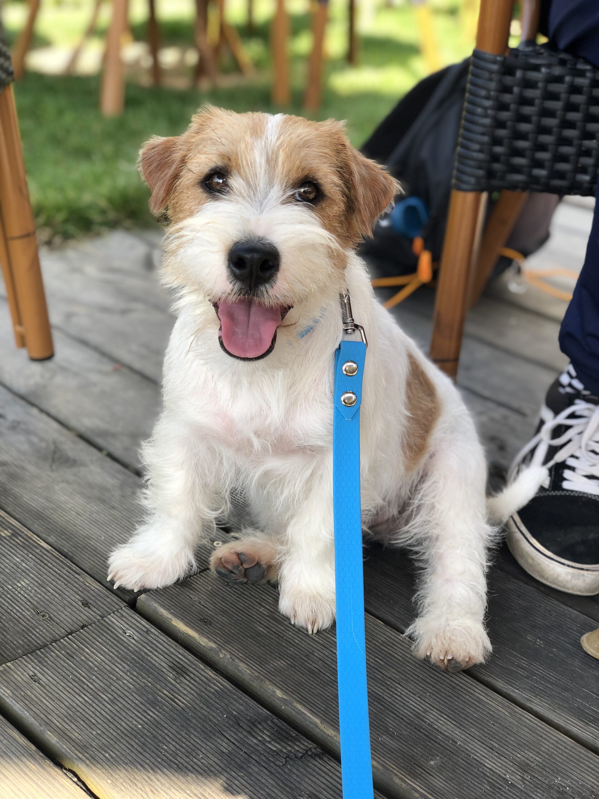 jack russell terrier szorstkowłosy