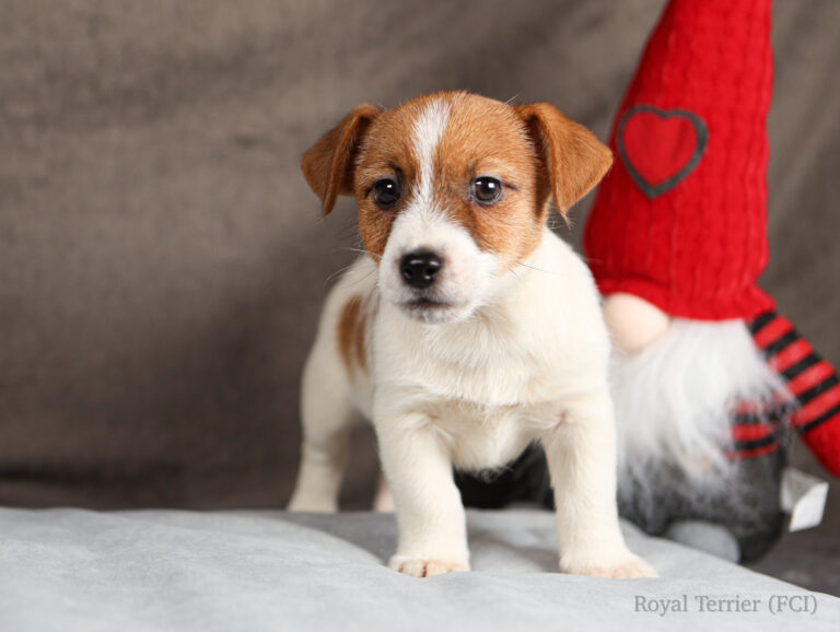 jack russell terrier puppy