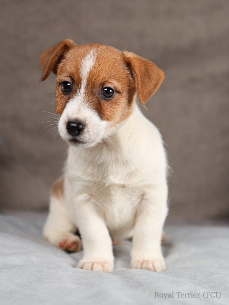 jack russell terrier puppy