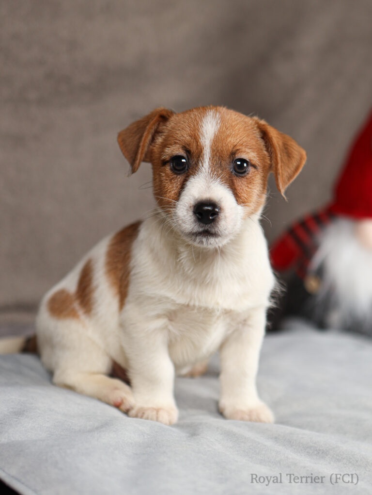 jack russell terrier puppy