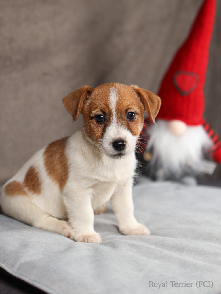 jack russell terrier puppy