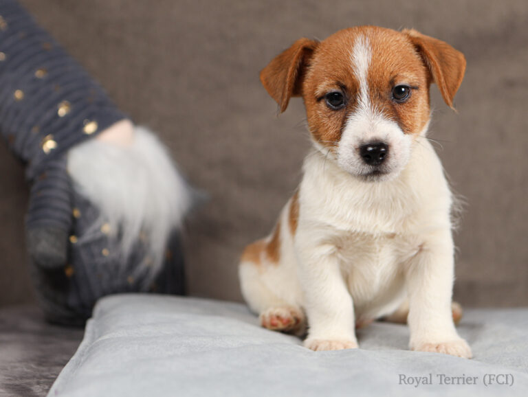 jack russell terrier puppy