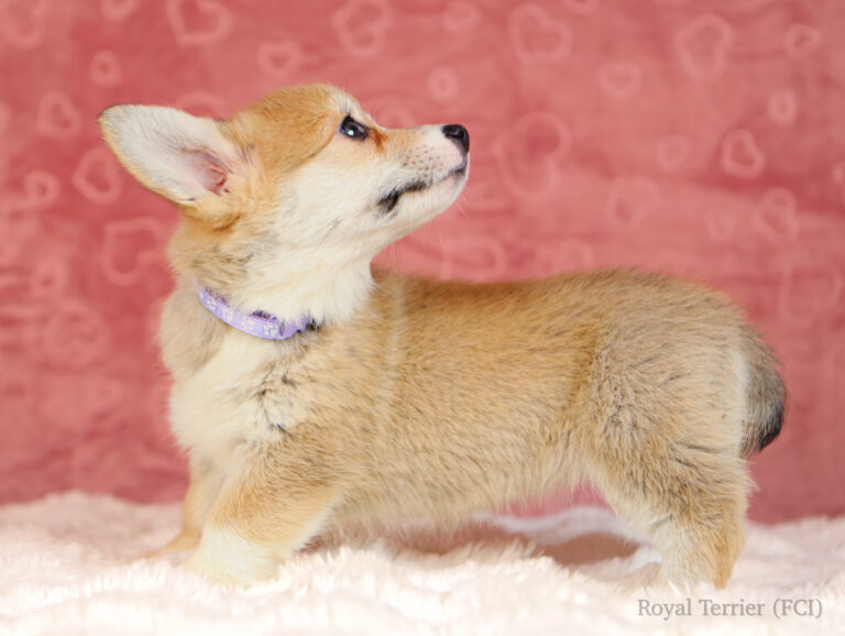 welsh corgi pembroke puppy