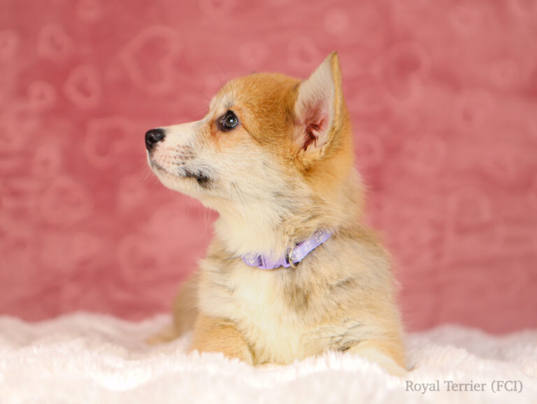 welsh corgi pembroke puppy